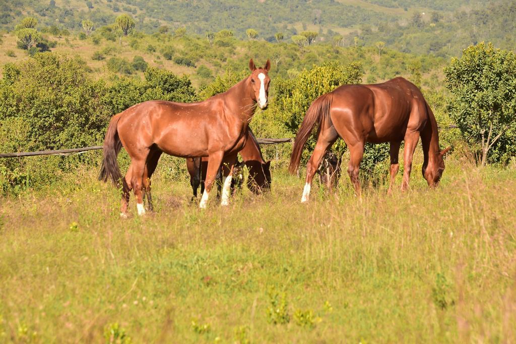 Olepangi Farm Βίλα Nanyuki Εξωτερικό φωτογραφία